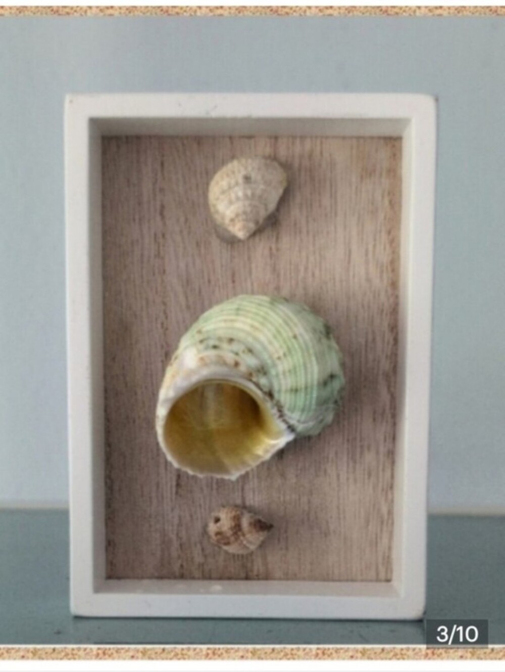 Turbo Imperiali Sea Snail Coastal Art shadowbox frame Seashells